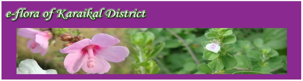 eFlora Logo